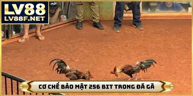 Cơ chế bảo mật 256 bit trong đá gà