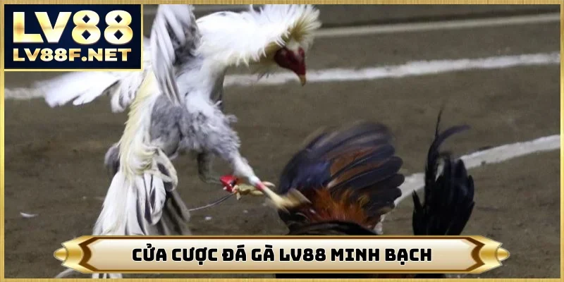 Cửa cược đá gà LV88 minh bạch