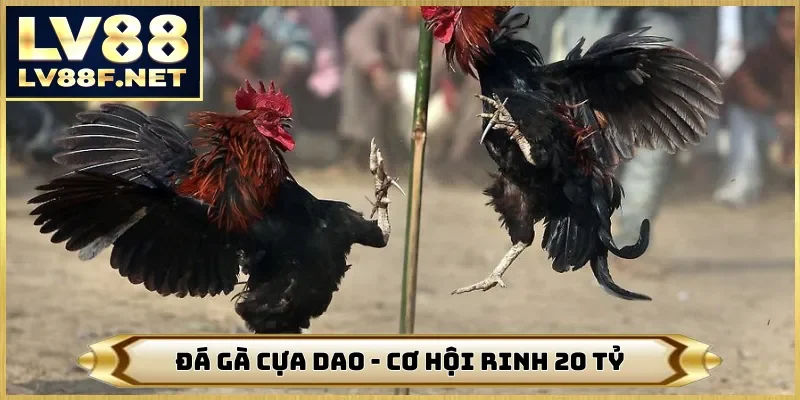 Đá Gà Cựa Dao - Cơ Hội Rinh Ngay 20 Tỷ Chỉ Có Trên Web LV88
