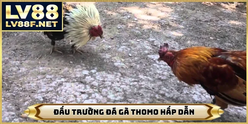 Đấu trường đá gà Thomo hấp dẫn