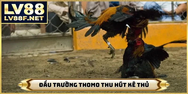 Đấu trường Thomo thu hút kê thủ