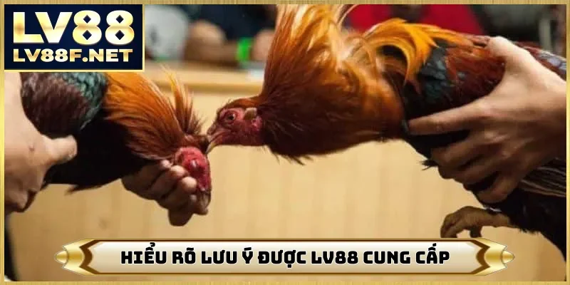 Hiểu rõ lưu ý được LV88 cung cấp