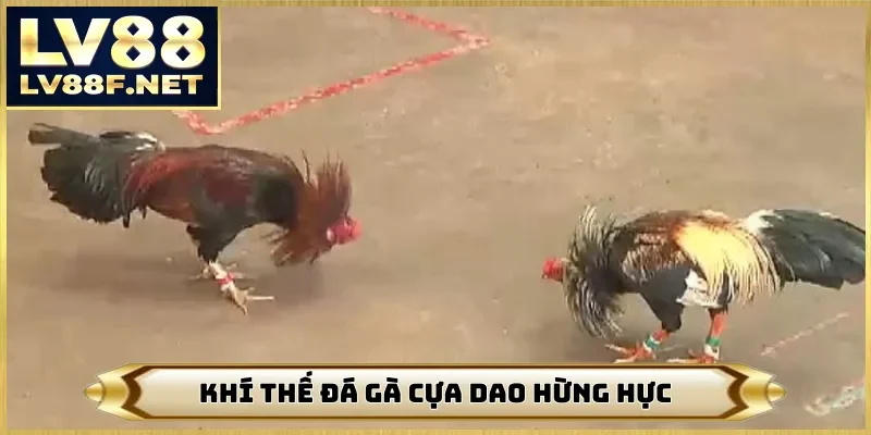 Khí thế đá gà cựa dao hừng hực