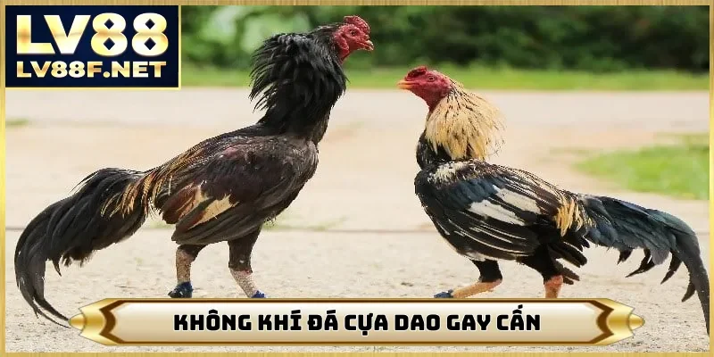 Không khí đá cựa dao gay cấn