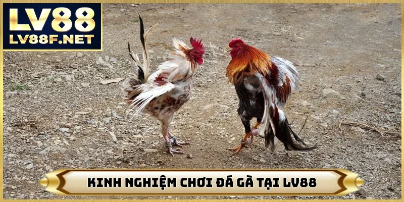 Kinh Nghiệm Chơi Đá Gà - Tăng 95% Cơ Hội Ăn Tiền Tại LV88