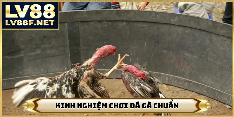 Kinh nghiệm chơi đá gà chuẩn