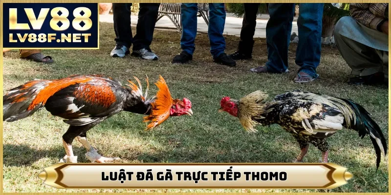 Luật đá gà trực tiếp Thomo
