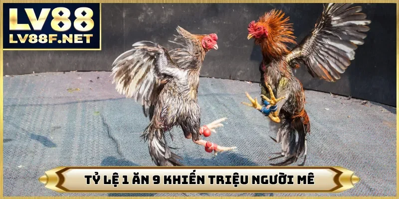 Tỷ lệ 1 ăn 9 khiến triệu người mê